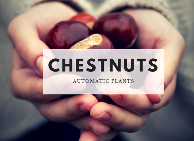 chestnut processing plants